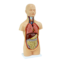 Livingstone Human Torso Model Half Size