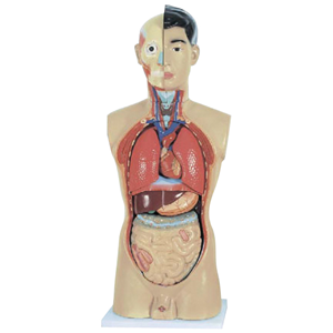 Livingstone Human Torso Model Half Size