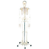 Human Skeleton Model, 180cm (Qh3302), with Stand, Each Each