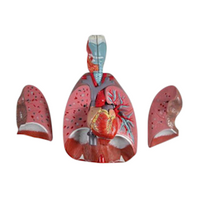 Livingstone Respiratory System Model, Lung & Larynx, 7 Parts/Set Set