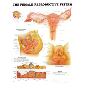 Chart Female Reproductive System, Each Each