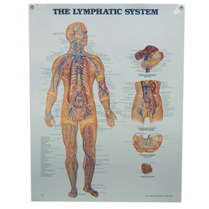 3B Scientific Poly Laminated Biological Chart