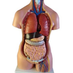 Human Torso Anatomical Model, Each (Fisher Hdm-100) Each