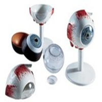 Human Eye Model. 6 Parts Each