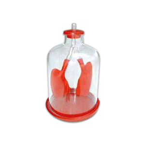 Lung Demonstration Model, 17L x 17W x 20H cm, Each Each
