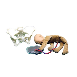 Birth Model Set, Each Each