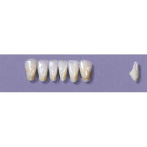 MYERSON ANTERIORS #11/C (1x6 CARD) Card