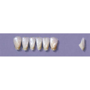 MYERSON ANTERIORS #12/C (1x6 CARD) Card