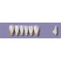MYERSON ANTERIORS #13/C (1x6 CARD) Card