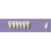 MYERSON ANTERIORS #3/62 (1x6 CARD) Card