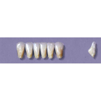 MYERSON ANTERIORS #7/E (1x6 CARD) Card
