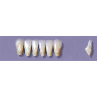MYERSON ANTERIORS #8/58 (1x6 CARD) Card