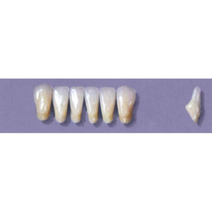 MYERSON ANTERIORS #8/C (1x6 CARD) Card