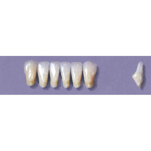 MYERSON ANTERIORS #8/E (1x6 CARD) Card