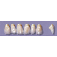 MYERSON ANTERIORS #PM6/F (1x6 CARD) Card