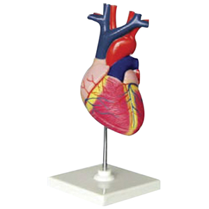 Human Heart Model, Life Size, 2 Parts, Each (QH3304-5) Each