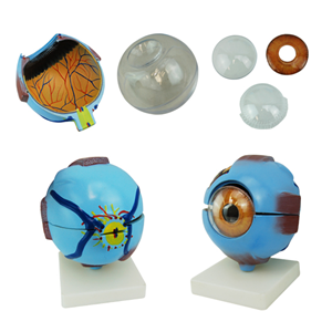 Human Eye Model On Stand, 6x Enlarged, 6 Parts, 12 x 12 x 25 cm, PVC Each